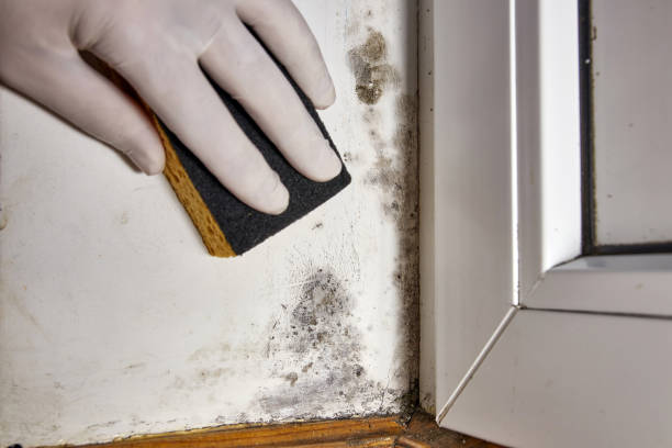 Mold Documentation for Insurance Claims in Clermont, GA